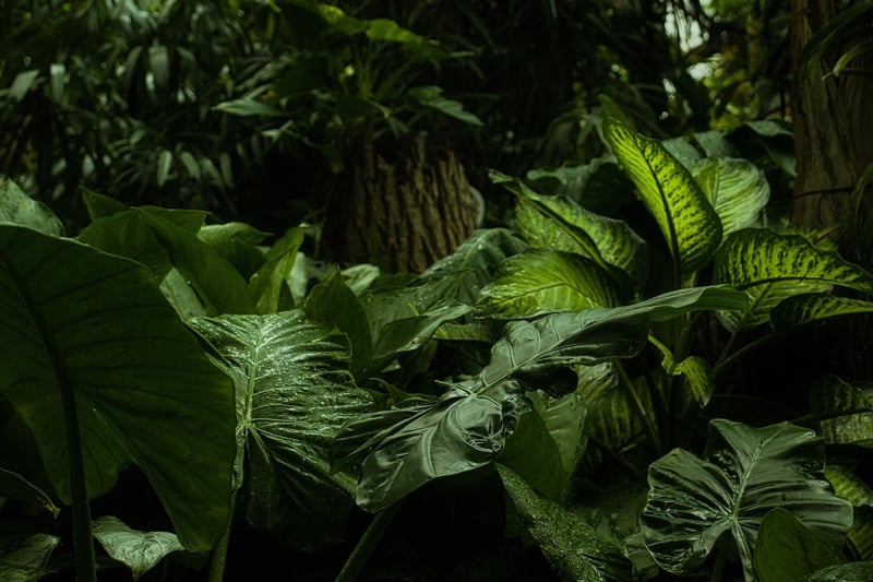 Mystical Plants