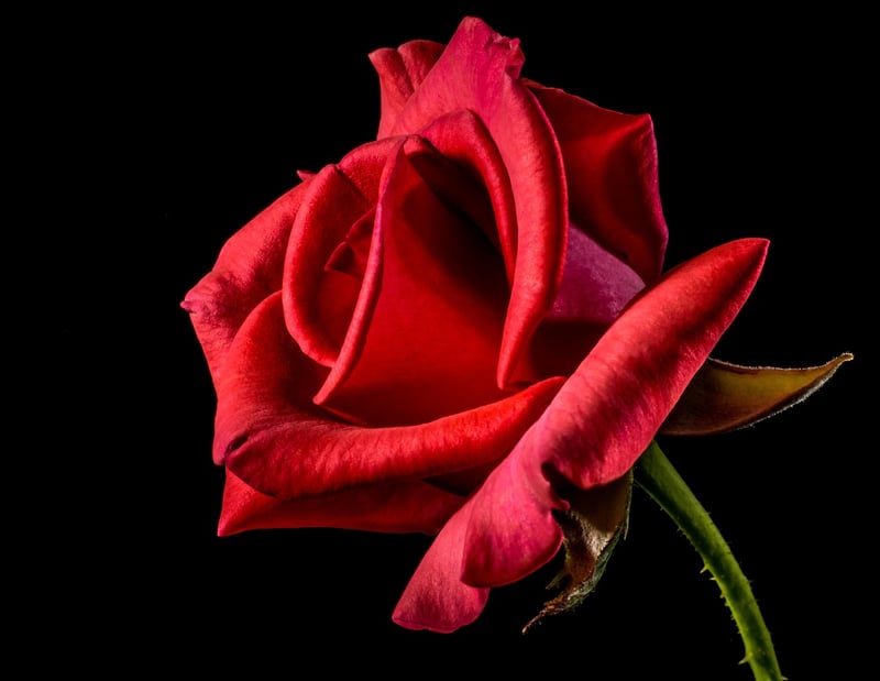 Mystifying Flowers