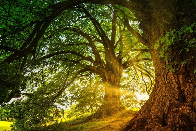 Enchanted Vines